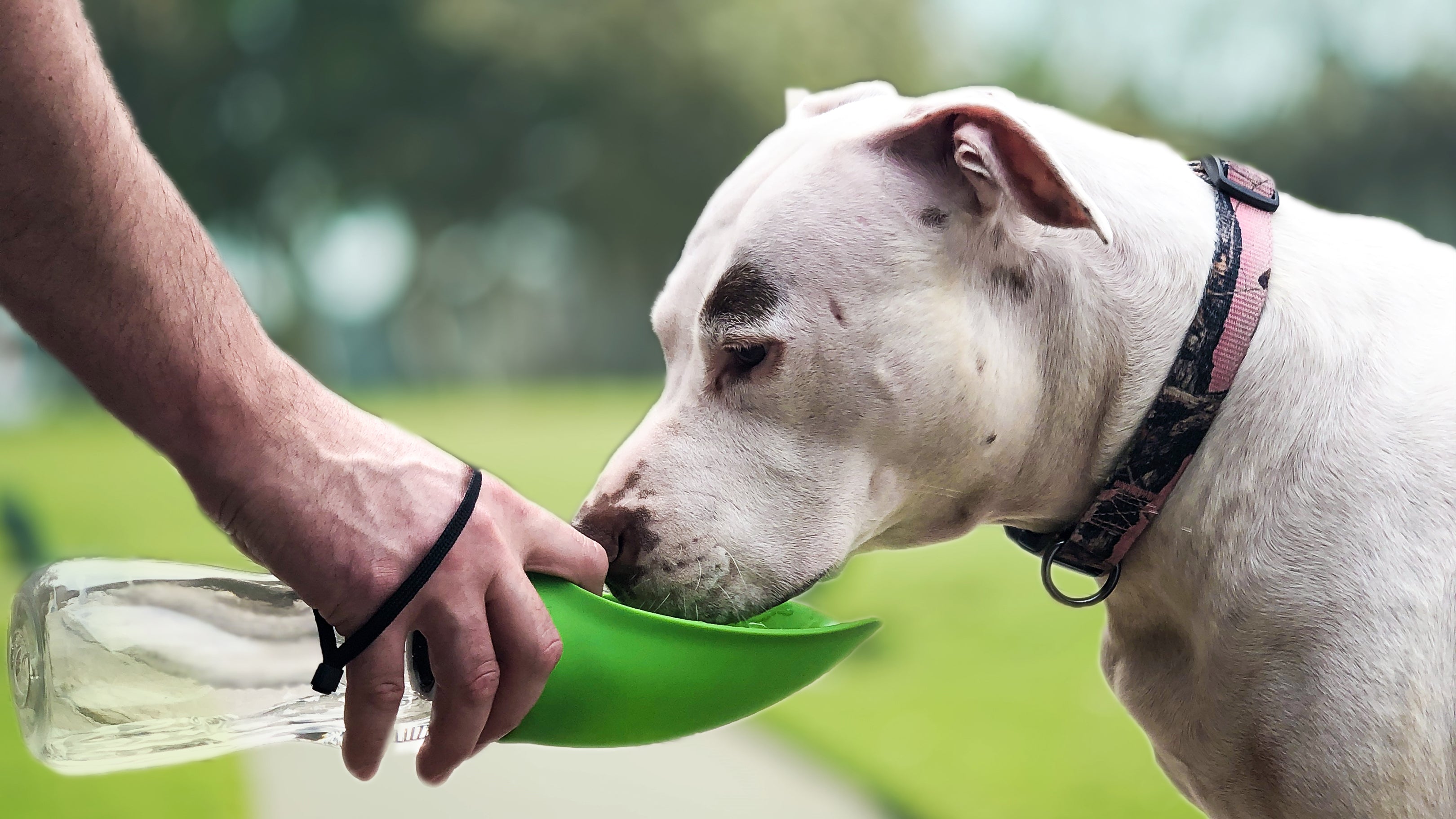 Fold-A-Bowl Portable Pet Water Bottle Bowl – Batteries Stores